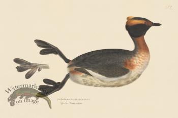 Rudbeck CFA 212 Horned Grebe